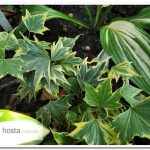 Плющ Golden Mathilde Hedera helix