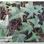 Плющ Sagittaefolia Hedera helix