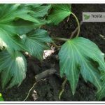 Плющ Ate Hedera helix