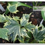 Плющ Ate Hedera helix