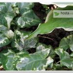 Плющ Mint Kolibri Hedera helix