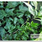 Плющ Shamrock Hedera helix
