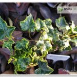 Плющ Halebob Hedera helix