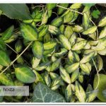 Барвінок варієгатний