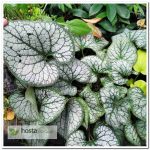 Брунера Jack Frost