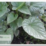 Брунера Silver Wings