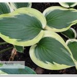 хоста Rosedale Misty Pathways 