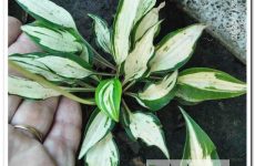 Хоста Masquerade — одна з найменших серед міні-сортів з яскравим окрасом