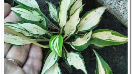 Хоста Masquerade — одна з найменших серед міні-сортів з яскравим окрасом