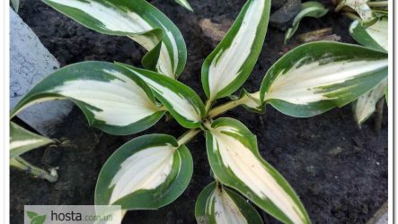 Хоста Valley’s Secret Cove — яскрава міні до 10 см