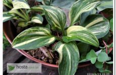 Новинка! Хоста Screaming Mouse — одна з найгарніших стрекетних мишок