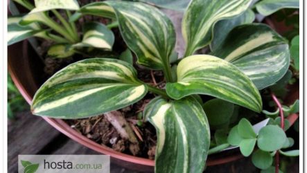 Новинка! Хоста Screaming Mouse — одна з найгарніших стрекетних мишок