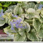 Брунера King's Ransom