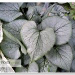 Брунера Looking Glass