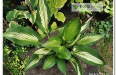 Хоста Hakumuo — японський сорт з ланцетним листям з цікавим окрасом