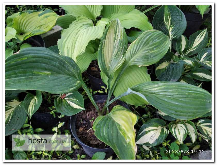 Хоста Regal Splash