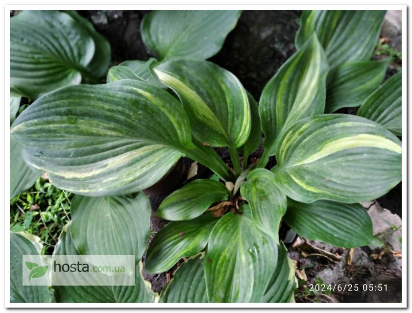 Хоста Regal Splash