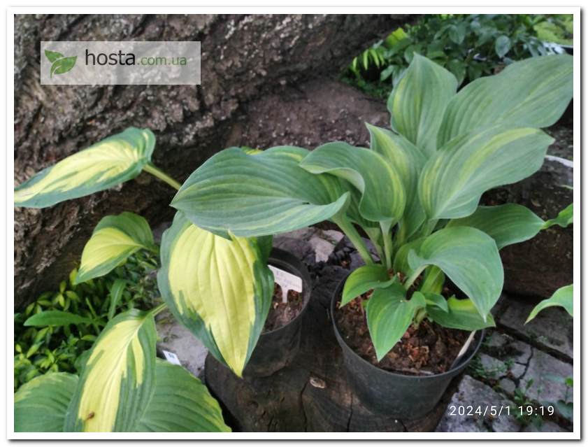 Хоста Regal Splash