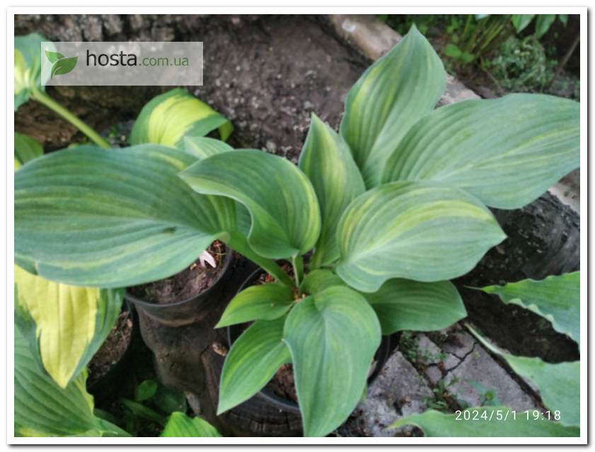 Хоста Regal Splash