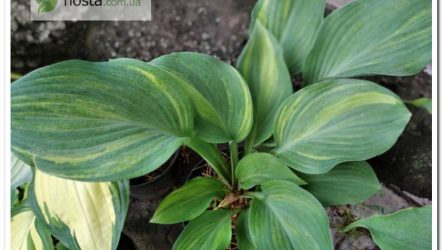 Хоста Regal Splash — колекційний стрекет з кущем у формі вази