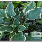 Хоста Hope Springs Eternal