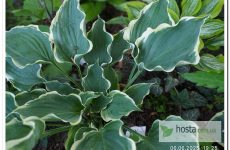 Хоста Hope Springs Eternal — новинка з дуже хвилястим краєм листа