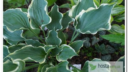 Хоста Hope Springs Eternal — новинка з дуже хвилястим краєм листа