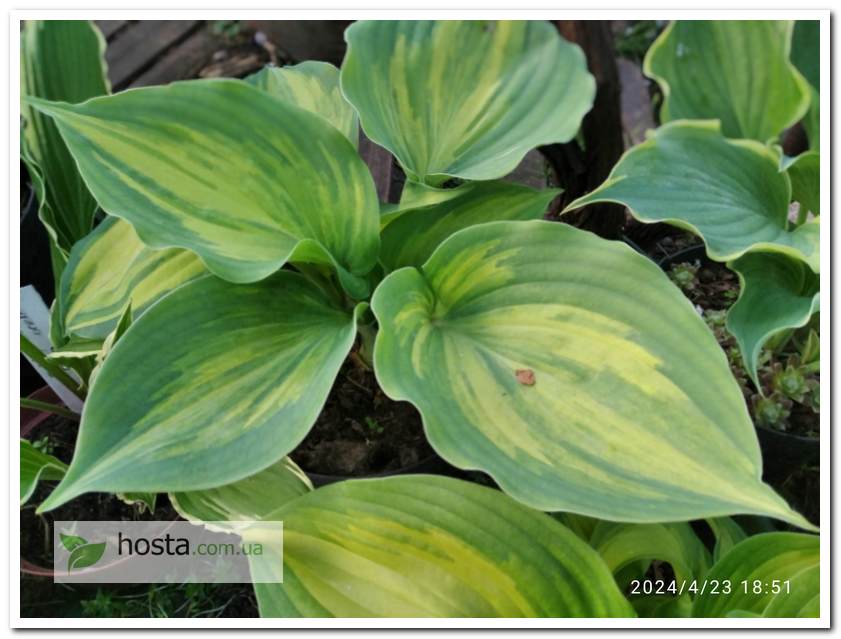 Хоста Moonlight Sonata Streaked