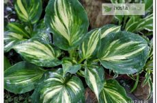 Хоста Moonlight Sonata Streaked — колекційний сорт зі стрекетним окрасом