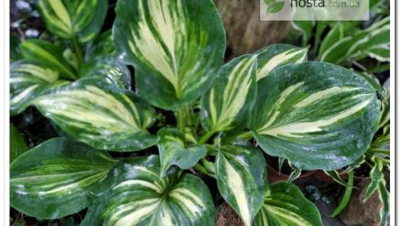 Хоста Moonlight Sonata Streaked — колекційний сорт зі стрекетним окрасом
