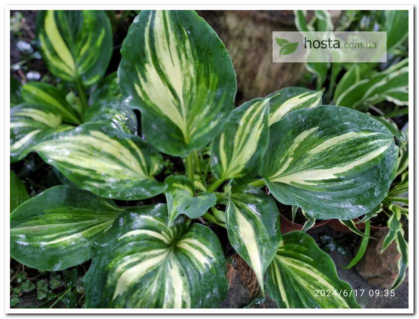 Хоста Moonlight Sonata Streaked