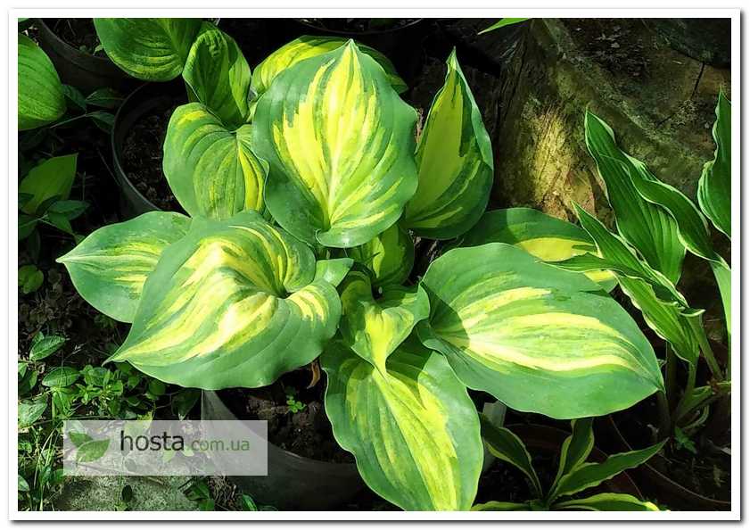 Хоста Moonlight Sonata Streaked
