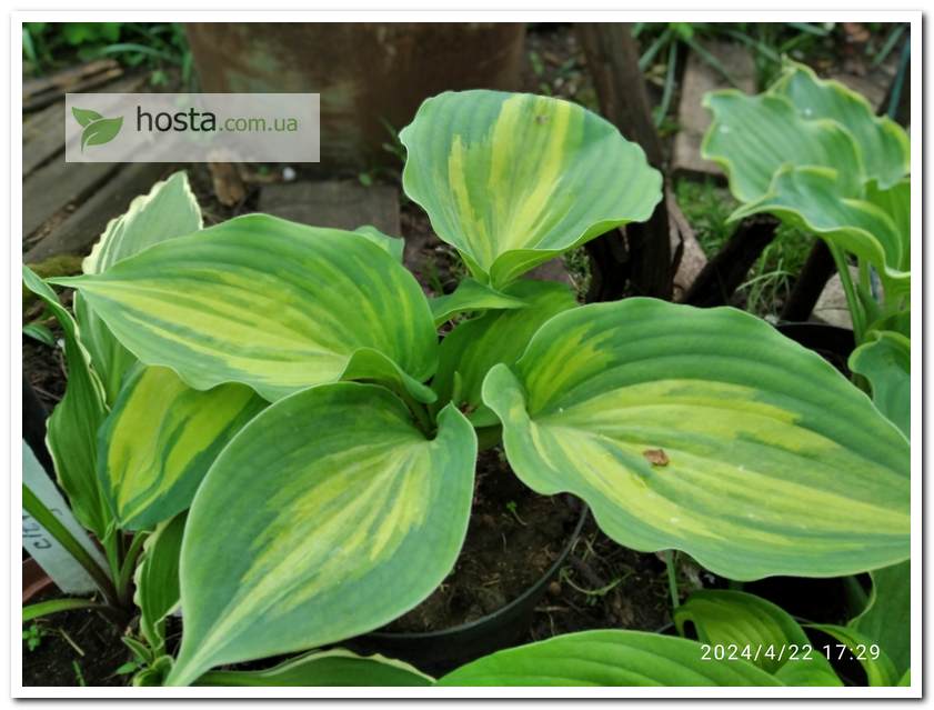 Хоста Moonlight Sonata Streaked