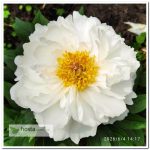 пион Petite Porcelain