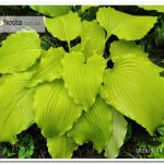 хоста Yellow-green Bow